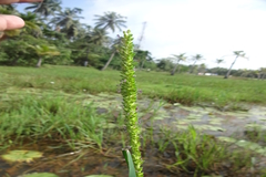 Sacciolepis interrupta